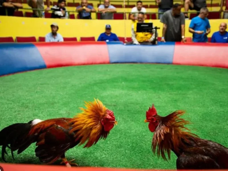 Nhiều loại hình đá gà khác nhau tại trường gà Campuchia