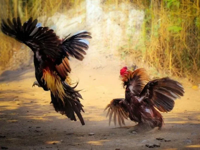 Trường Gà Campuchia là địa đến quen thuộc của những người đam mê đá gà