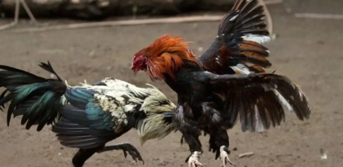 Trường gà Campuchia đã có mặt từ hàng trăm năm trước