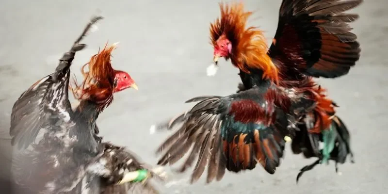 Vin88 cam kết sẽ luôn bảo vệ quyền lợi của người chơi